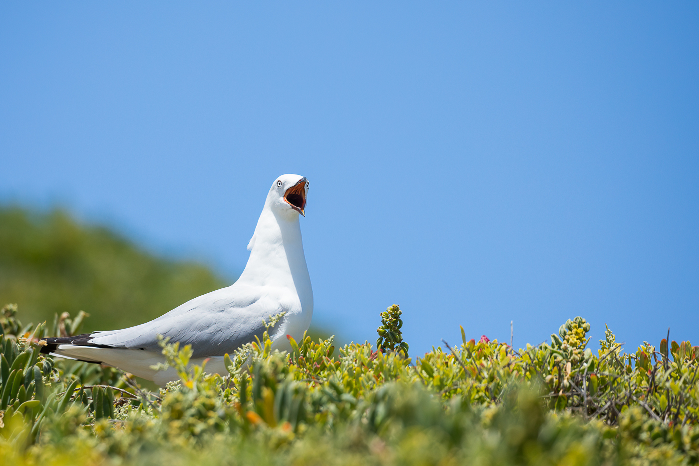 Silver Gull (Image ID 32749)