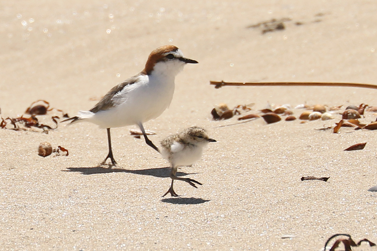 Red-capped Plover (Image ID 32752)