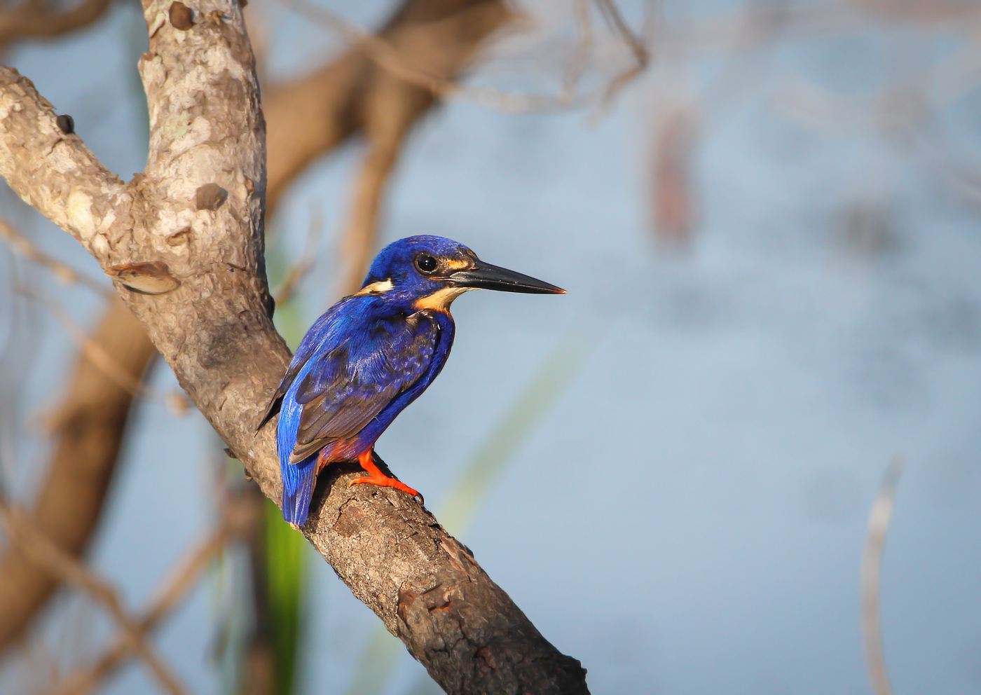 Azure Kingfisher (Image ID 32738)