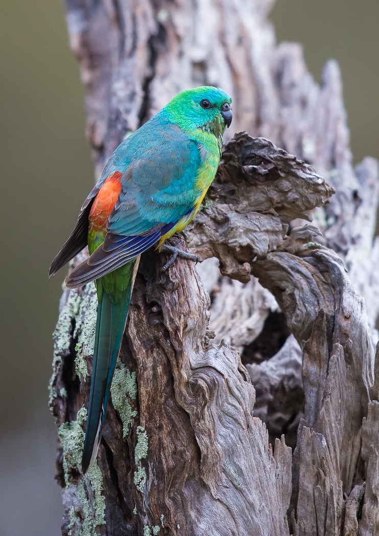 Red-rumped Parrot (Image ID 32523)