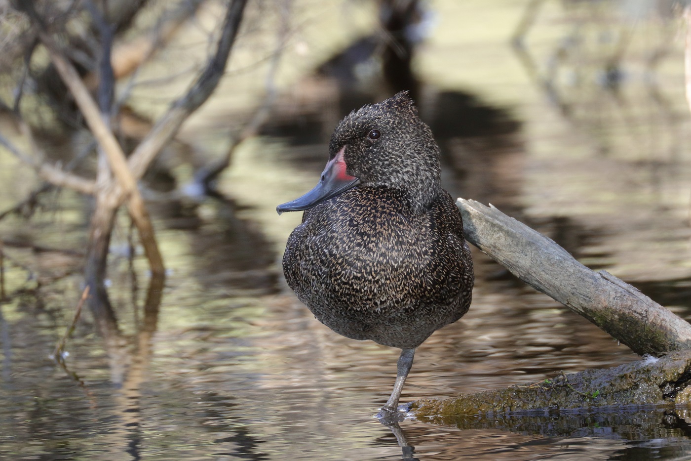 Freckled Duck (Image ID 32460)