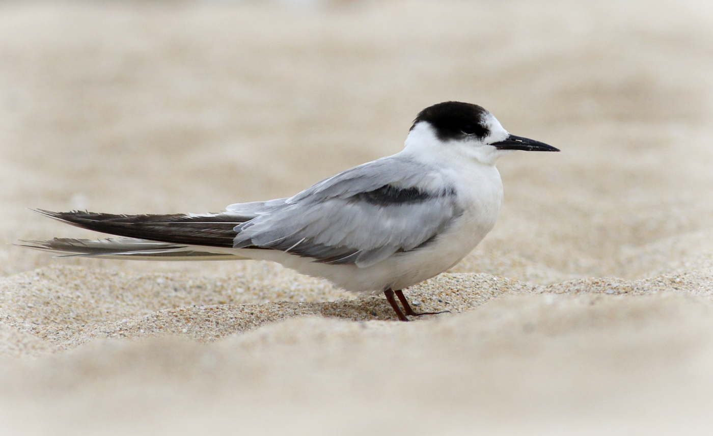 Common Tern (Image ID 32703)