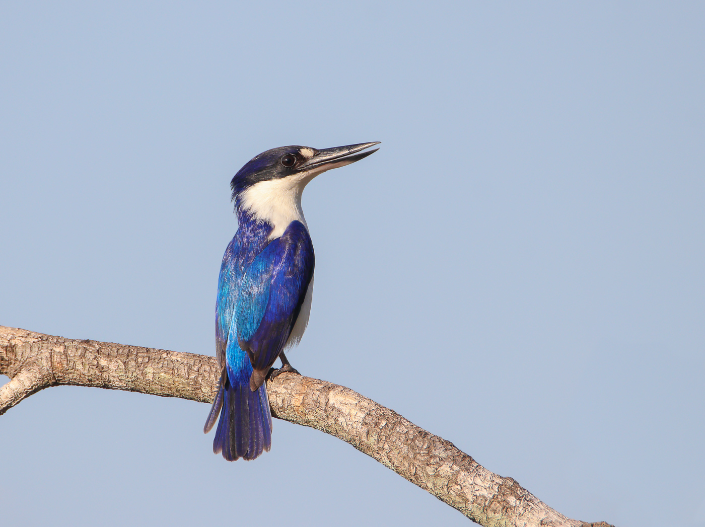 Forest Kingfisher (Image ID 32745)