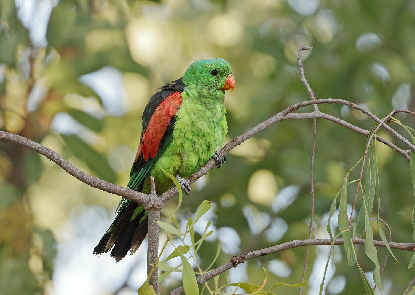 Red-winged Parrot (Image ID 32686)