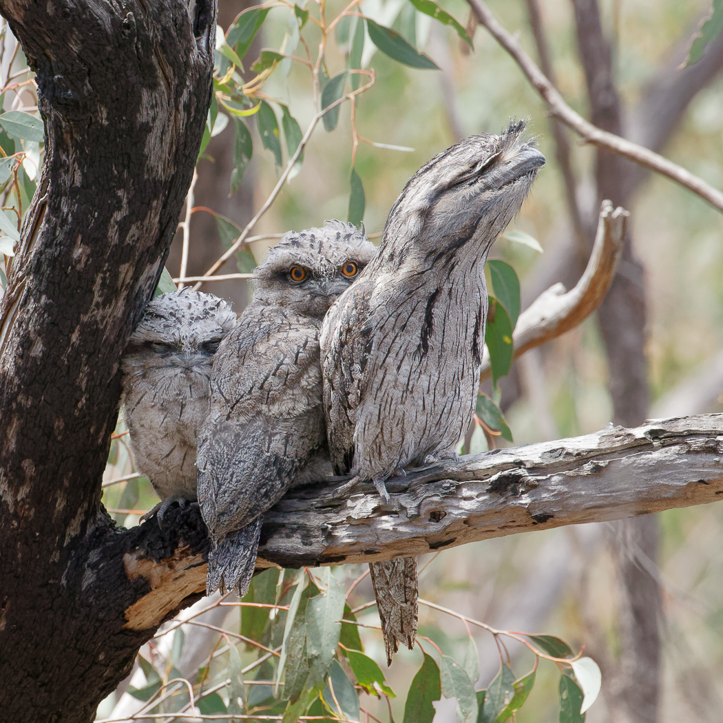Tawny Frogmouth (Image ID 32835)