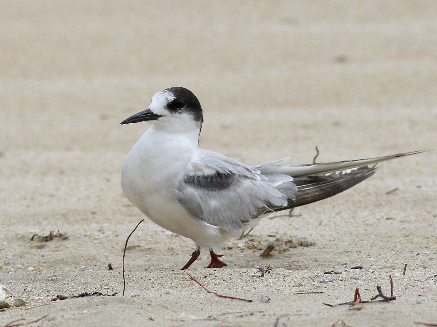 Common Tern (Image ID 32705)