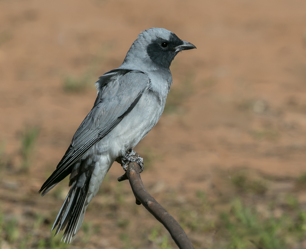 Black-faced Cuckoo-shrike (Image ID 32772)