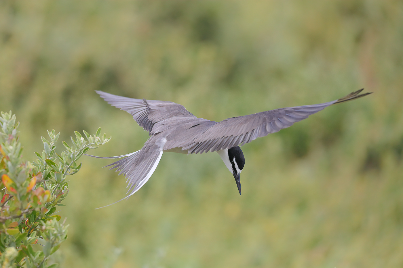 Bridled Tern (Image ID 32735)