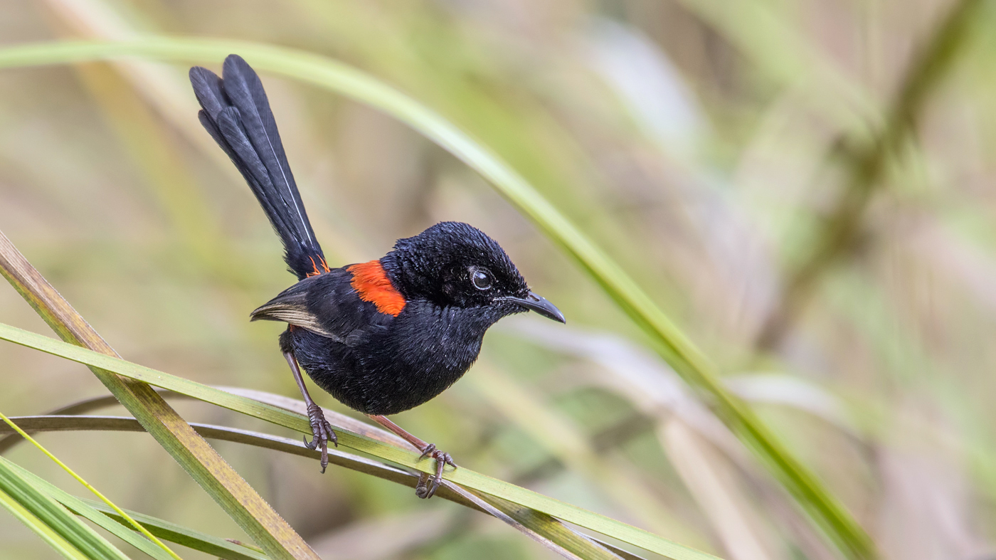 Red-backed Fairy-wren (Image ID 32821)