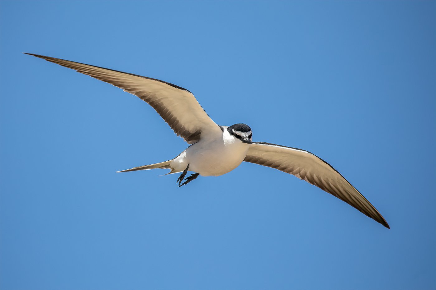 Bridled Tern (Image ID 32736)
