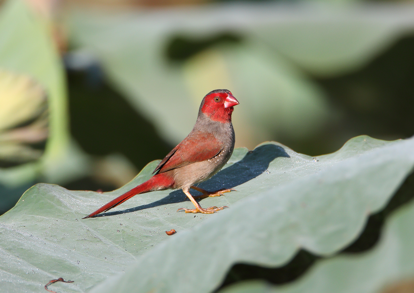 Black-bellied Crimson Finch (Image ID 32741)