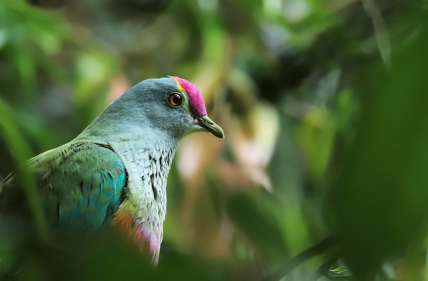 Rose-crowned Fruit-Dove (Image ID 32704)