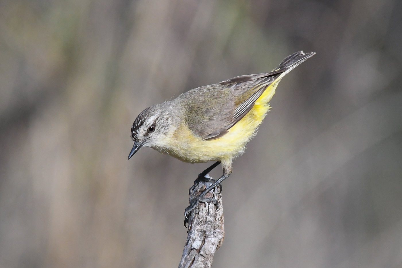 Yellow-rumped Thornbill (Image ID 32494)