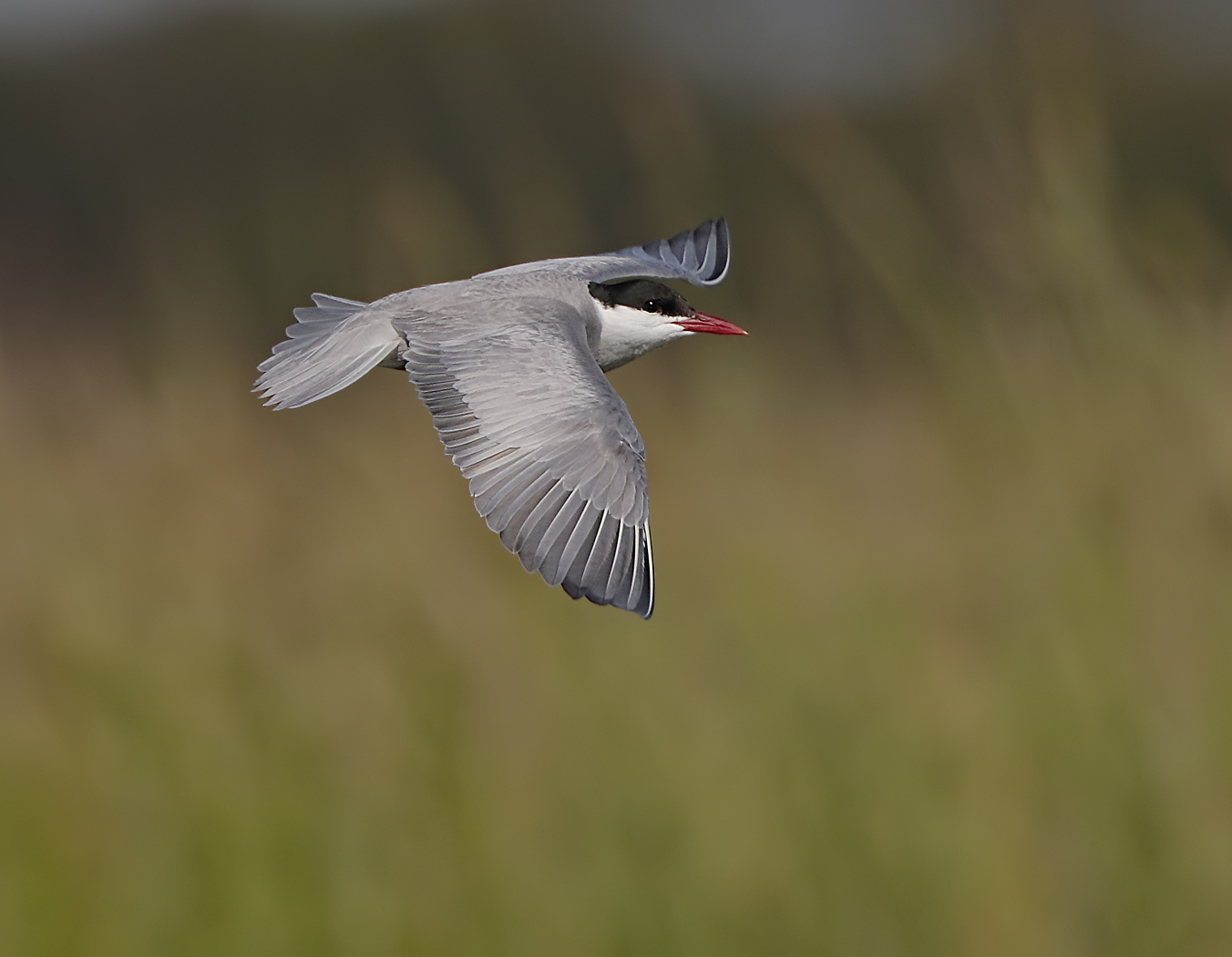 Whiskered Tern (Image ID 32731)