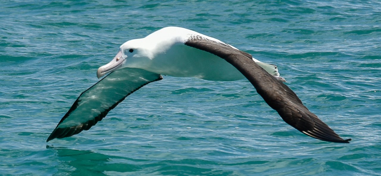 Northern Royal Albatross (Image ID 33211)