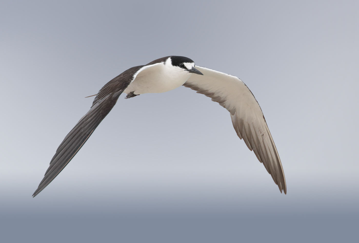 Sooty Tern (Image ID 33252)