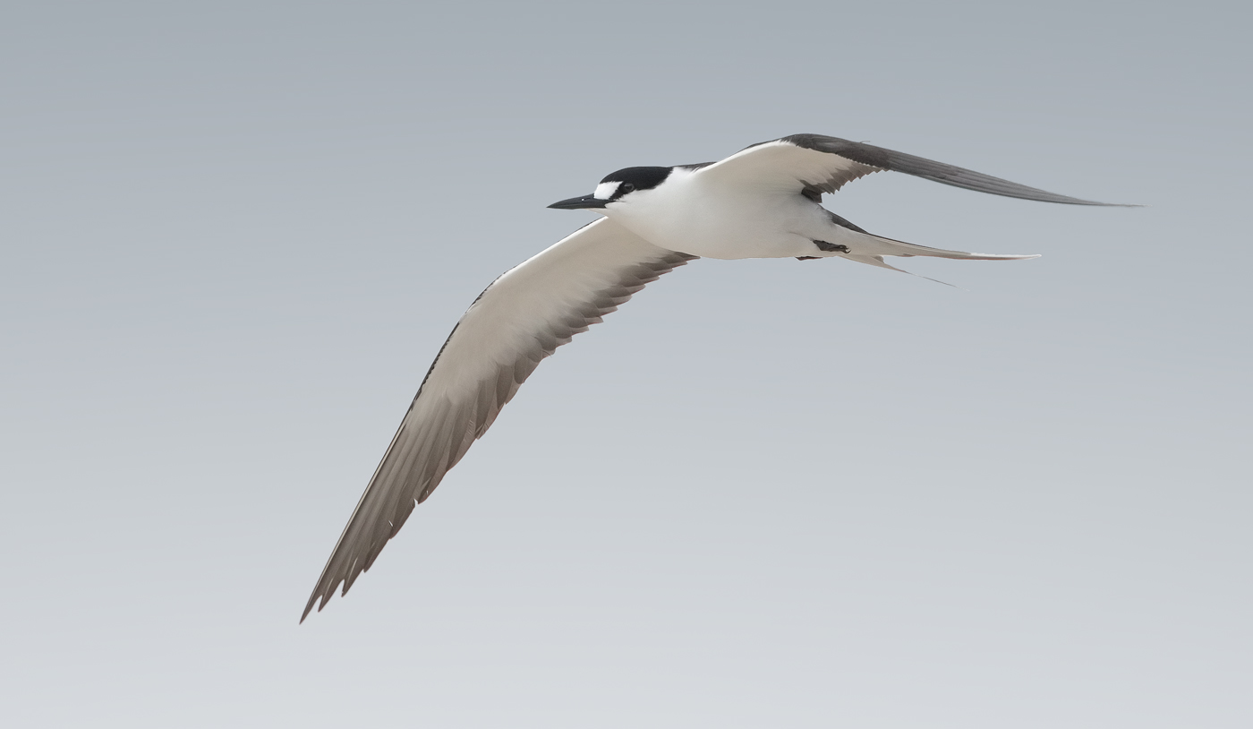 Sooty Tern (Image ID 33250)
