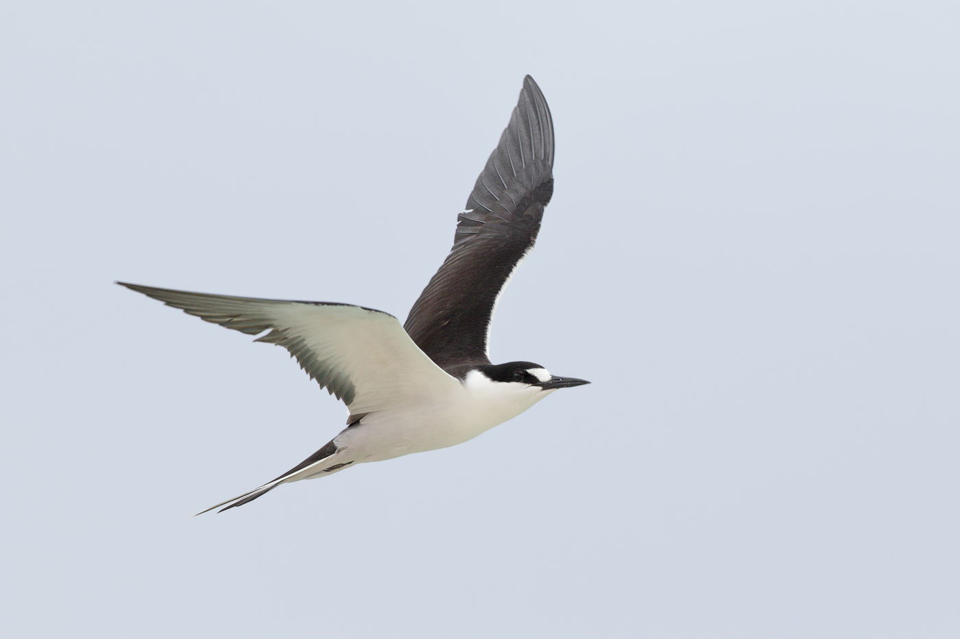 Sooty Tern (Image ID 32997)
