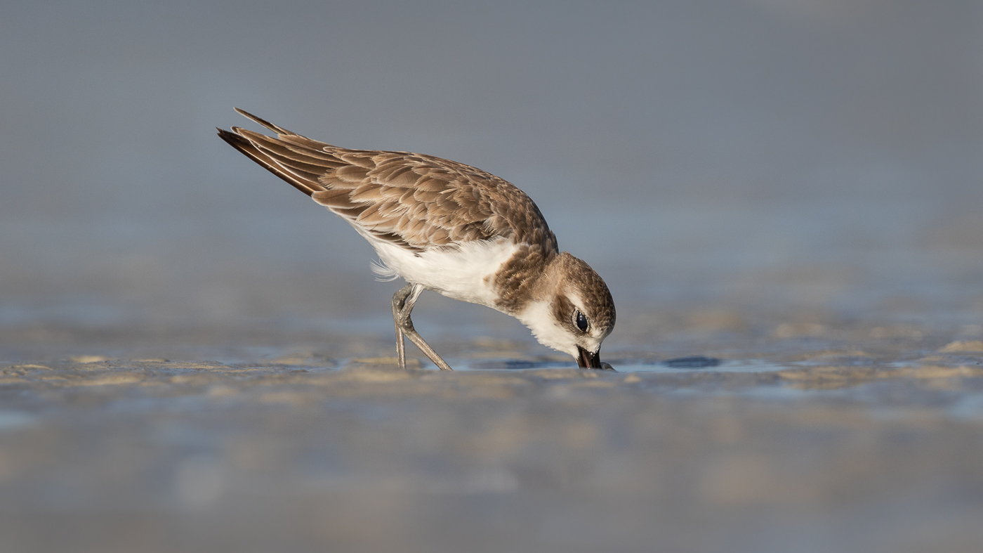 Greater Sand Plover (Image ID 33114)
