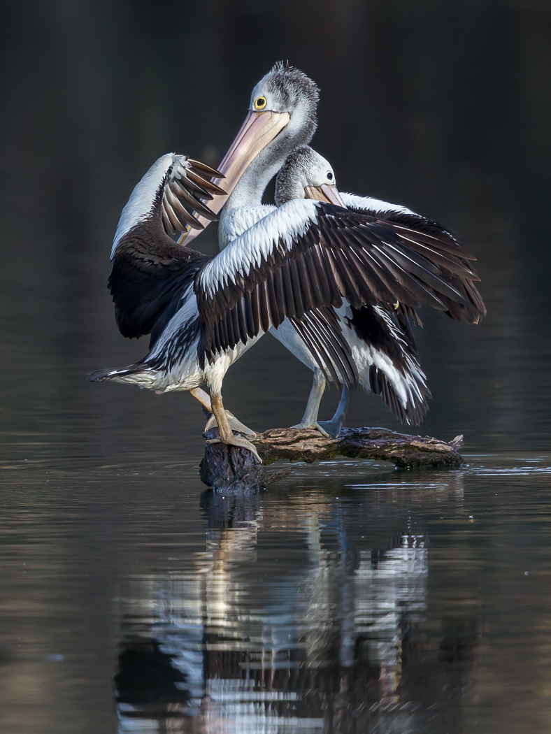 Australian Pelican (Image ID 33133)