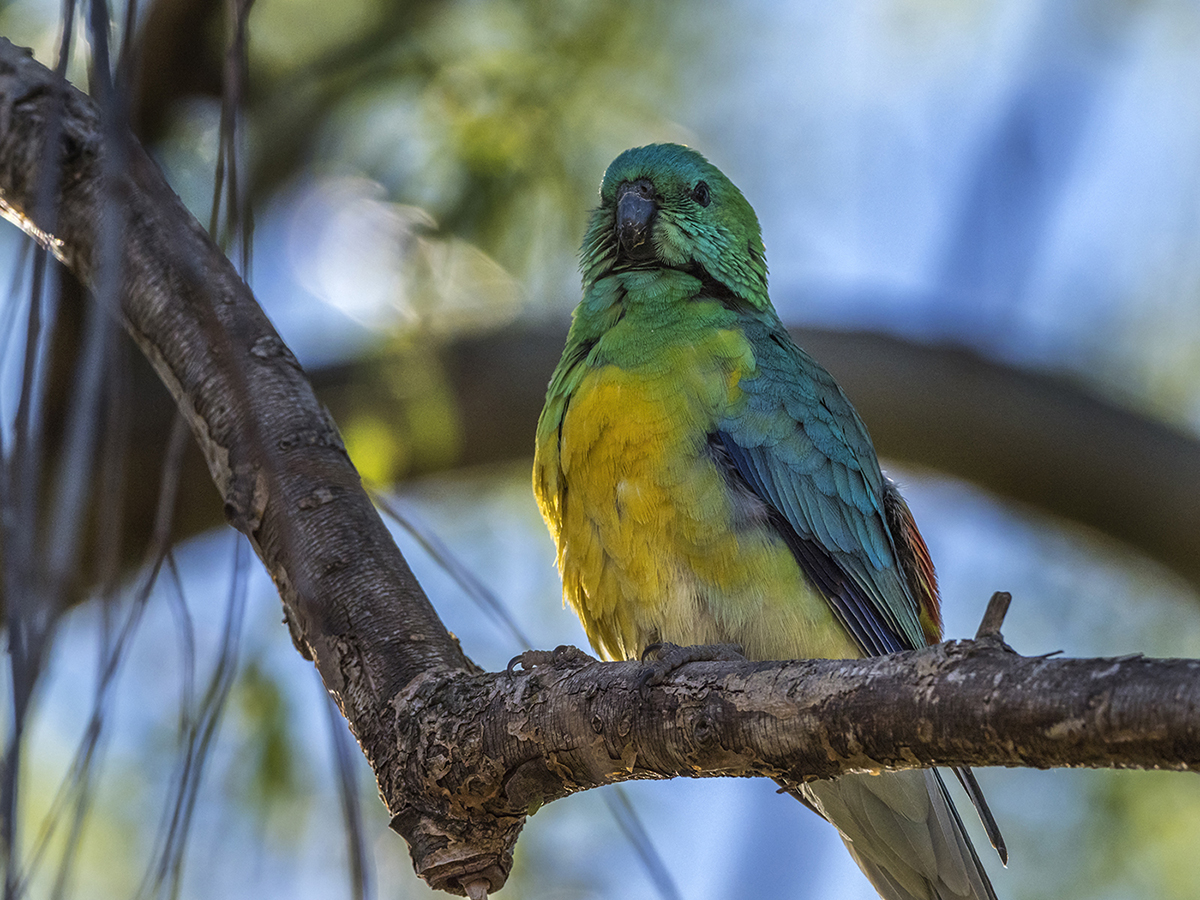 Red-rumped Parrot (Image ID 33174)