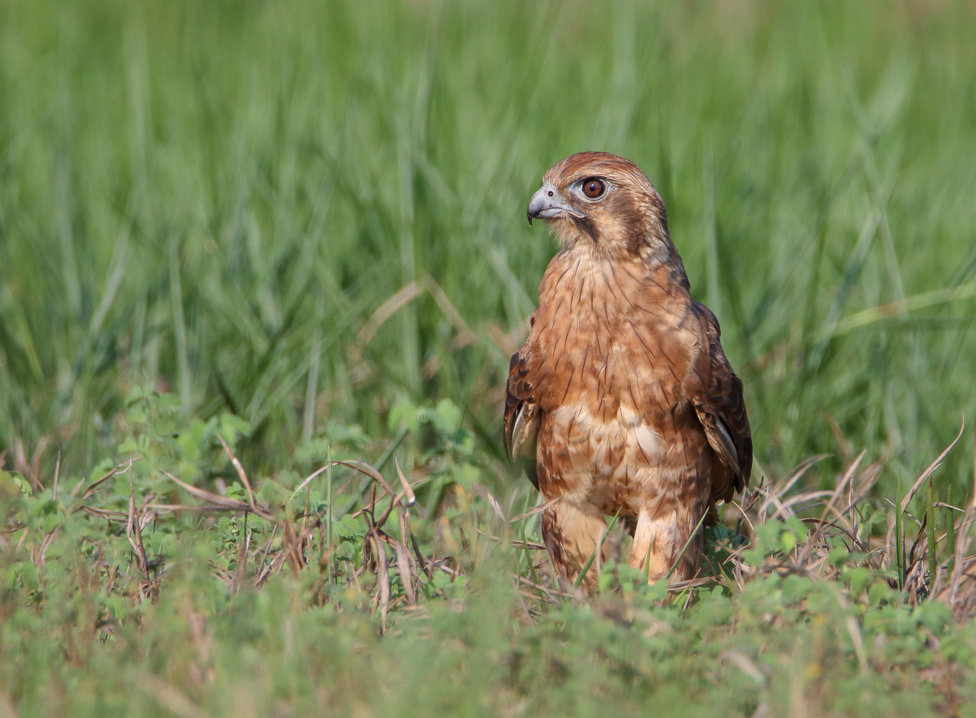 Brown Falcon (Image ID 32947)
