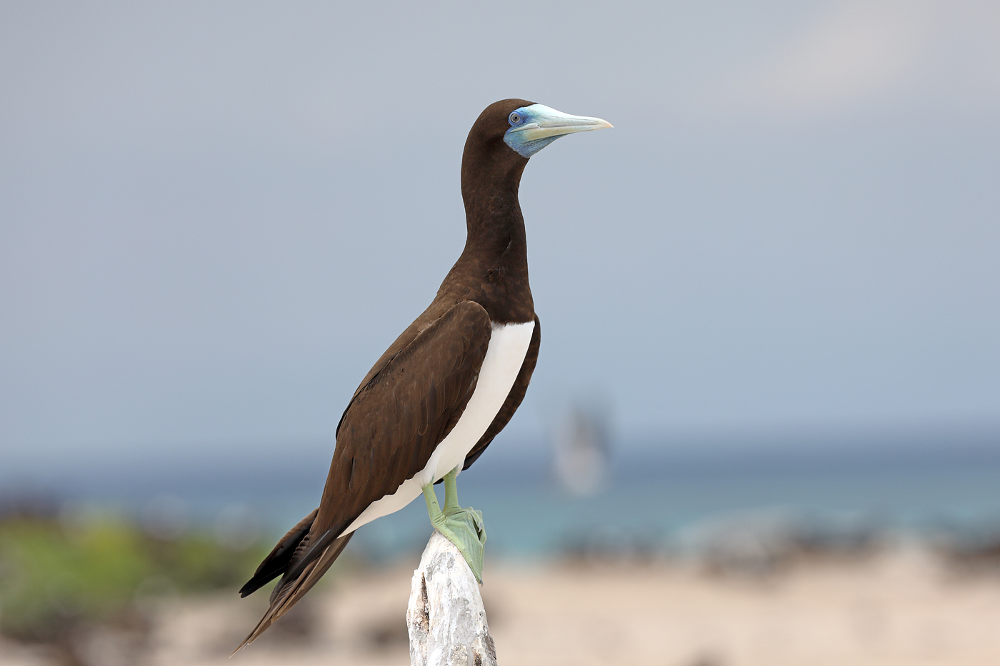 Brown Booby (Image ID 33187)