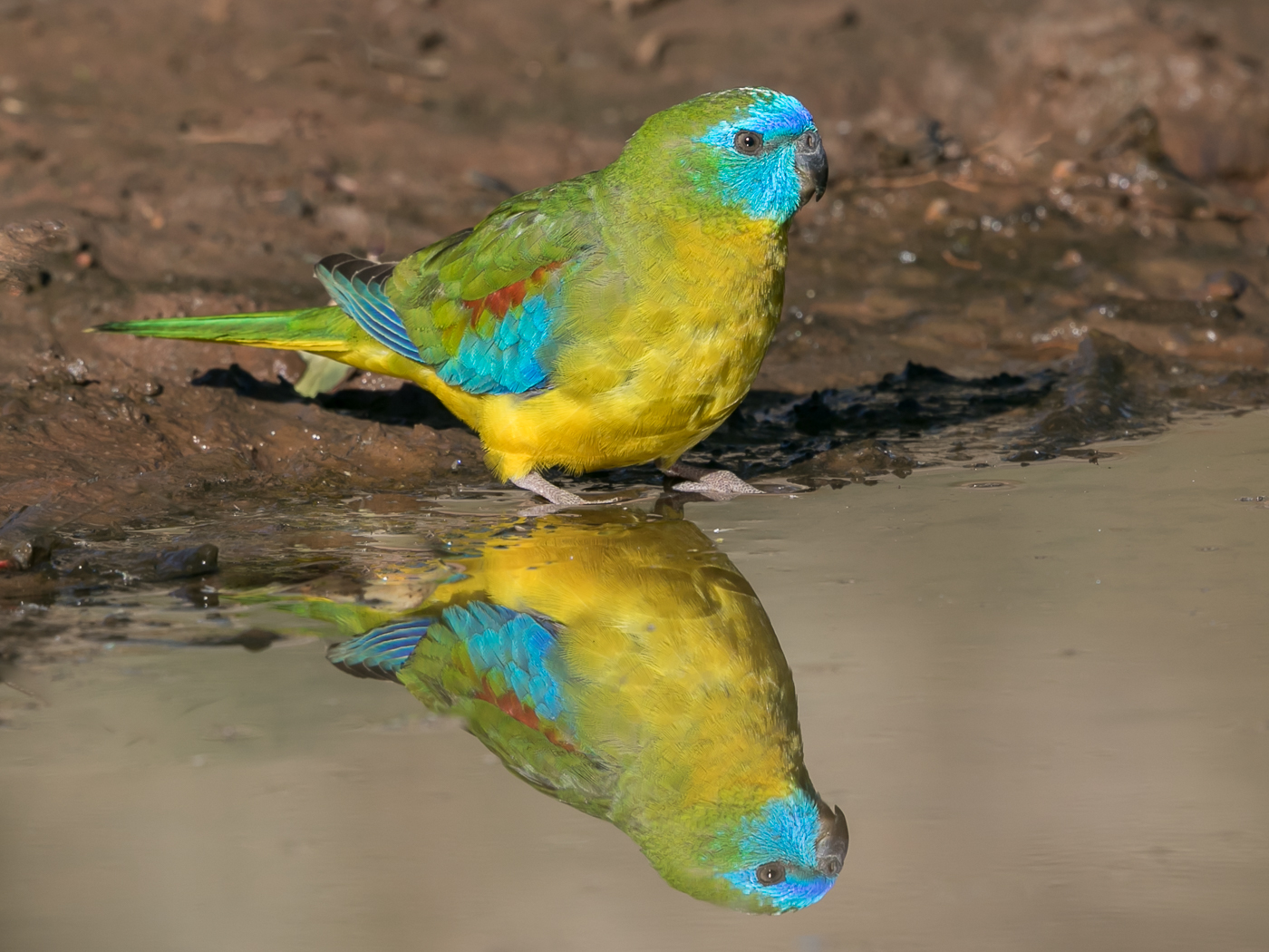 Turquoise Parrot (Image ID 33096)