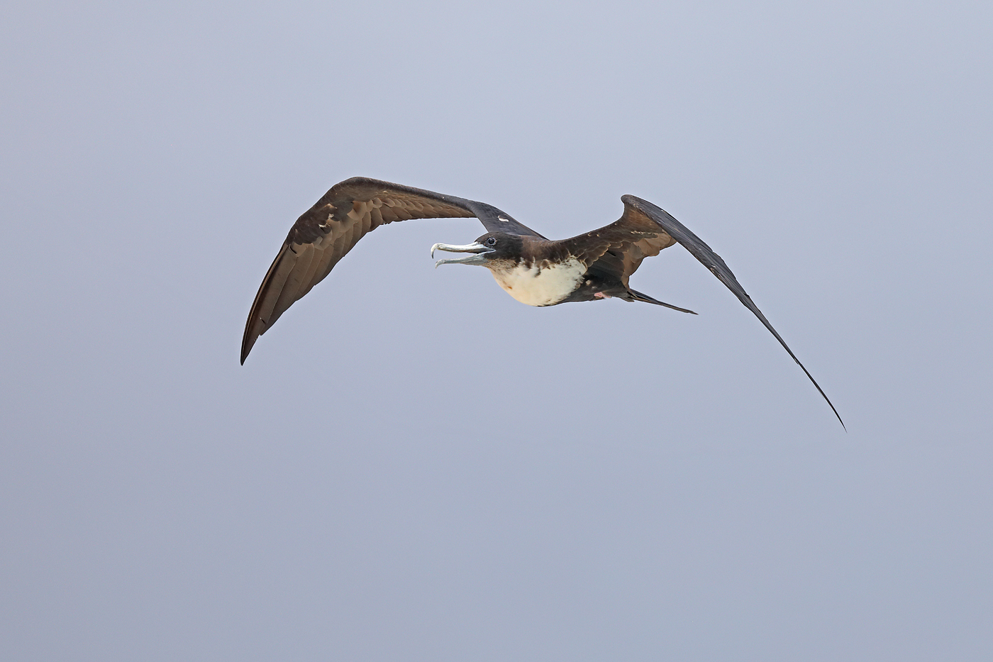 Great Frigatebird (Image ID 33185)