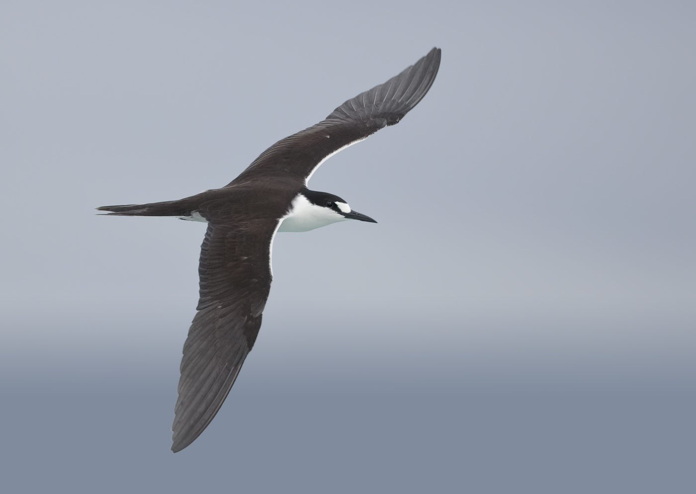 Sooty Tern (Image ID 33249)