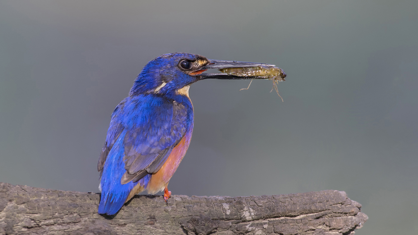 Azure Kingfisher (Image ID 33038)