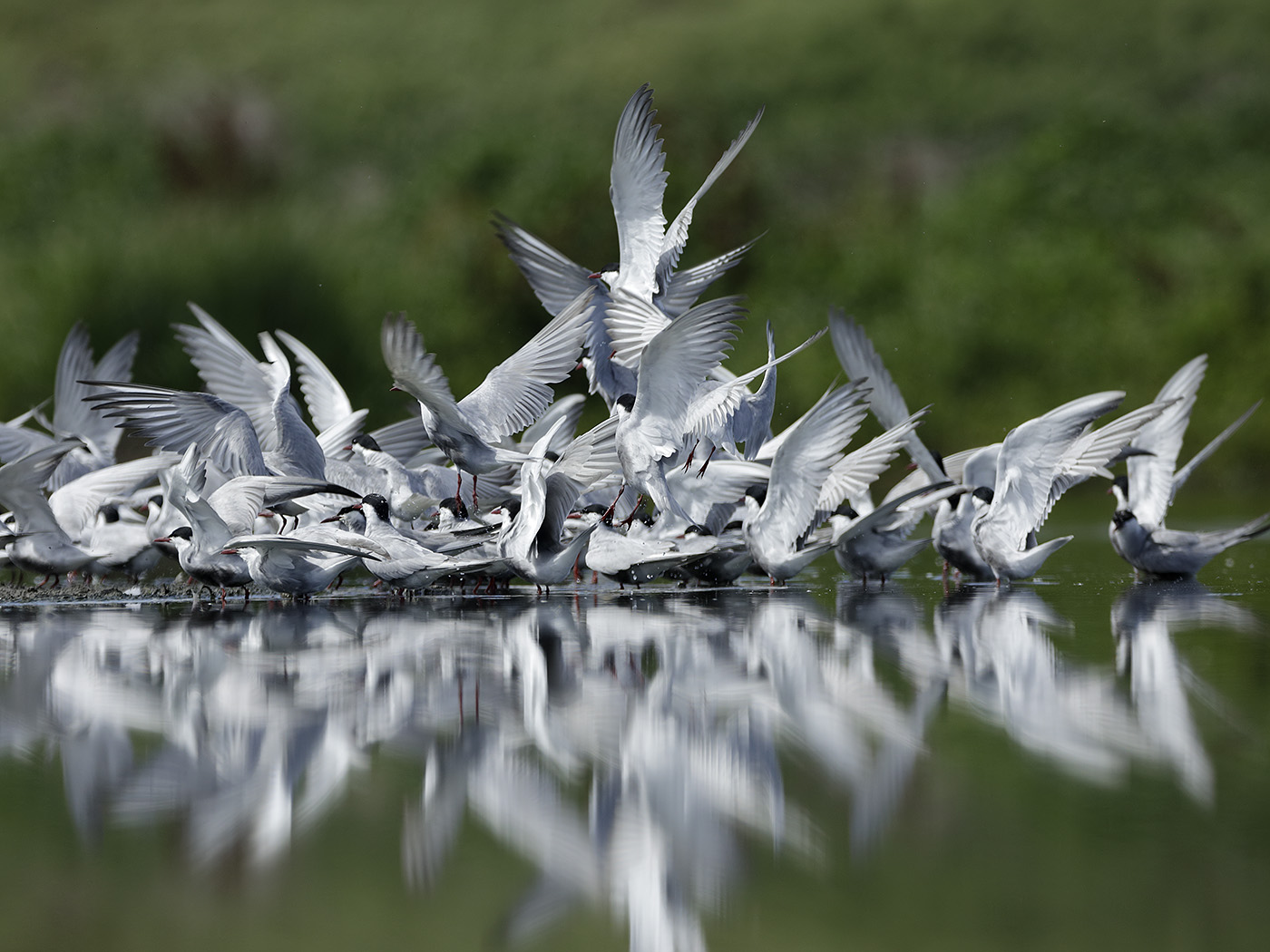 Whiskered Tern (Image ID 33012)