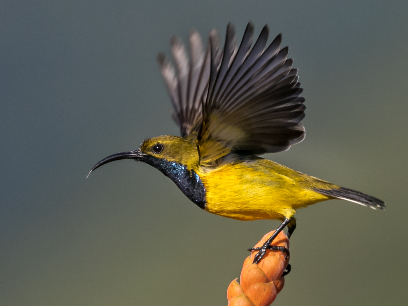Olive-backed Sunbird (Image ID 33112)