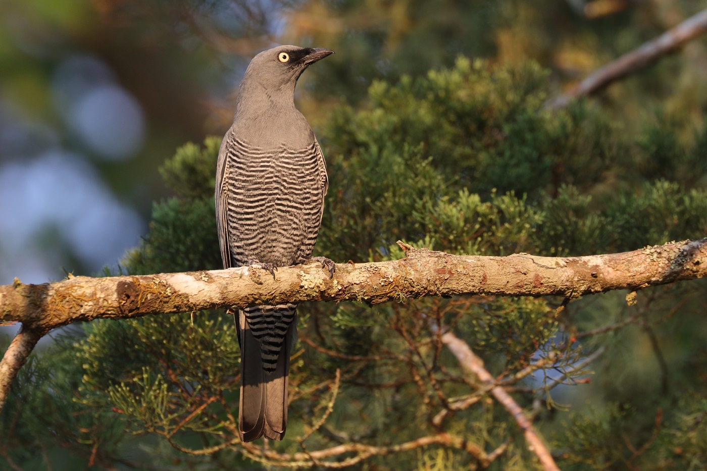 Barred Cuckoo-shrike (Image ID 33257)