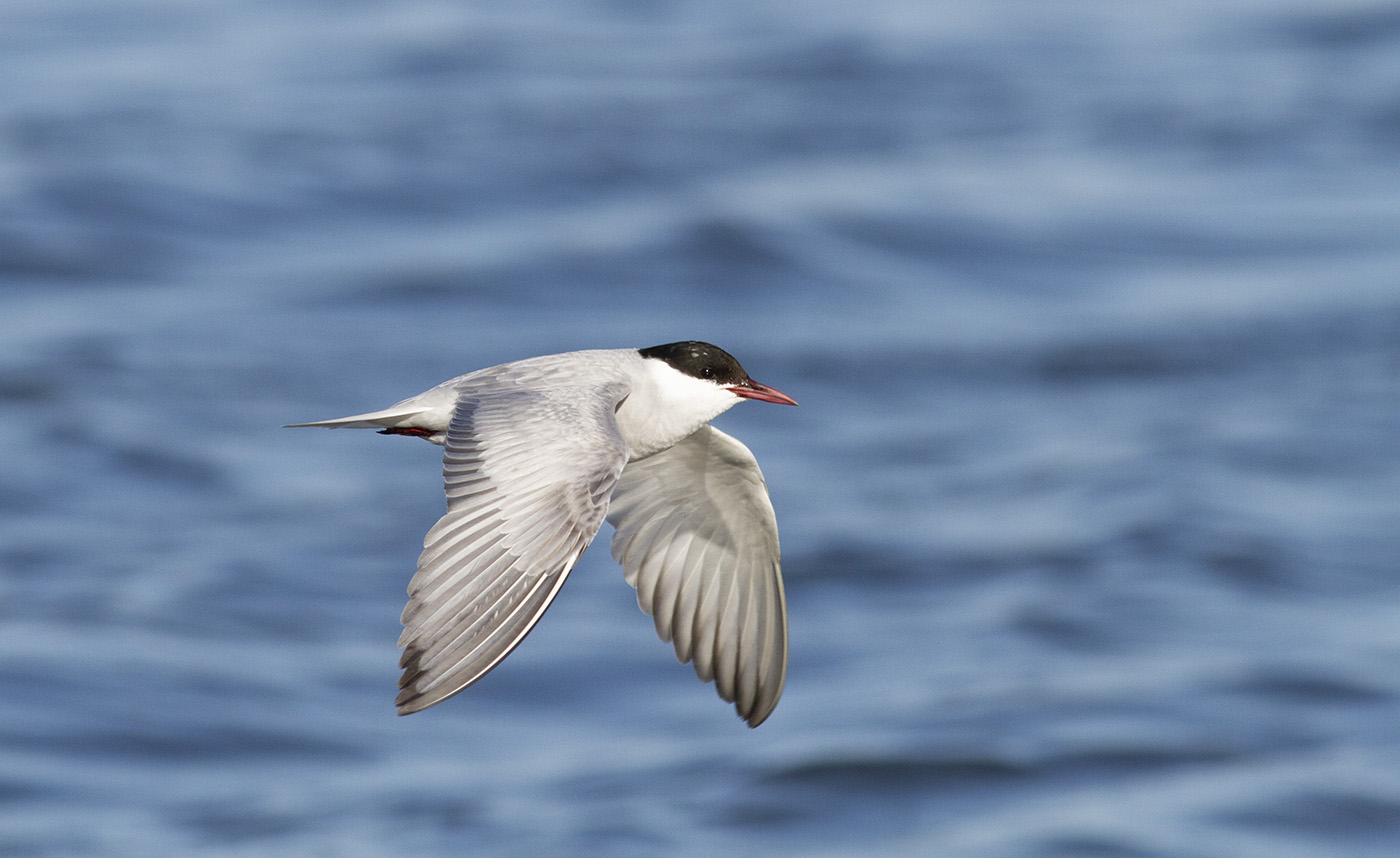 Whiskered Tern (Image ID 33171)