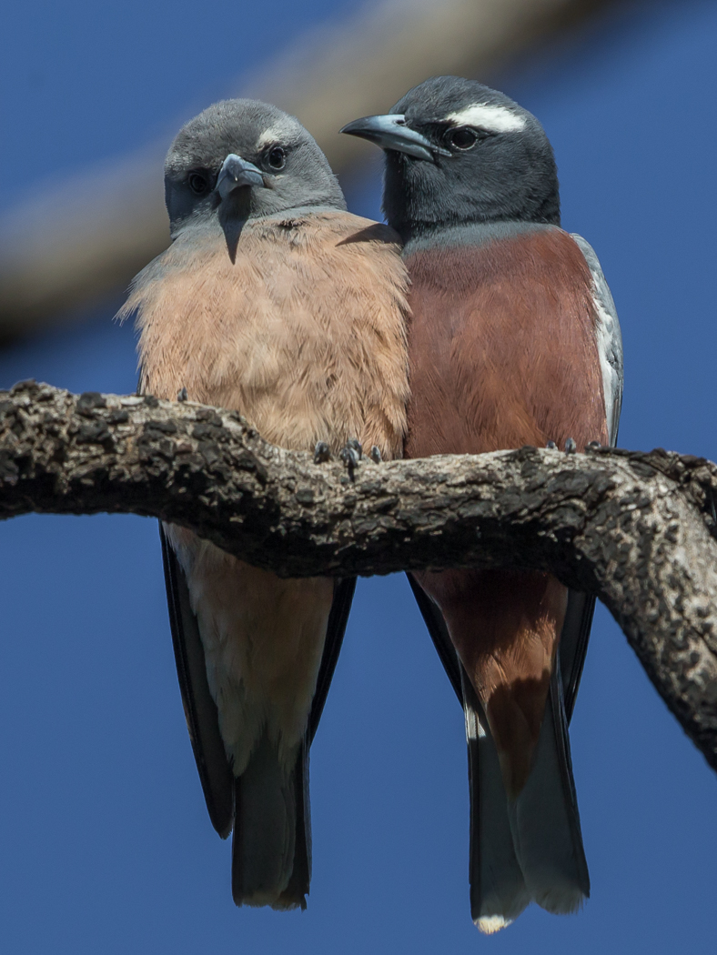 White-browed Woodswallow (Image ID 32926)