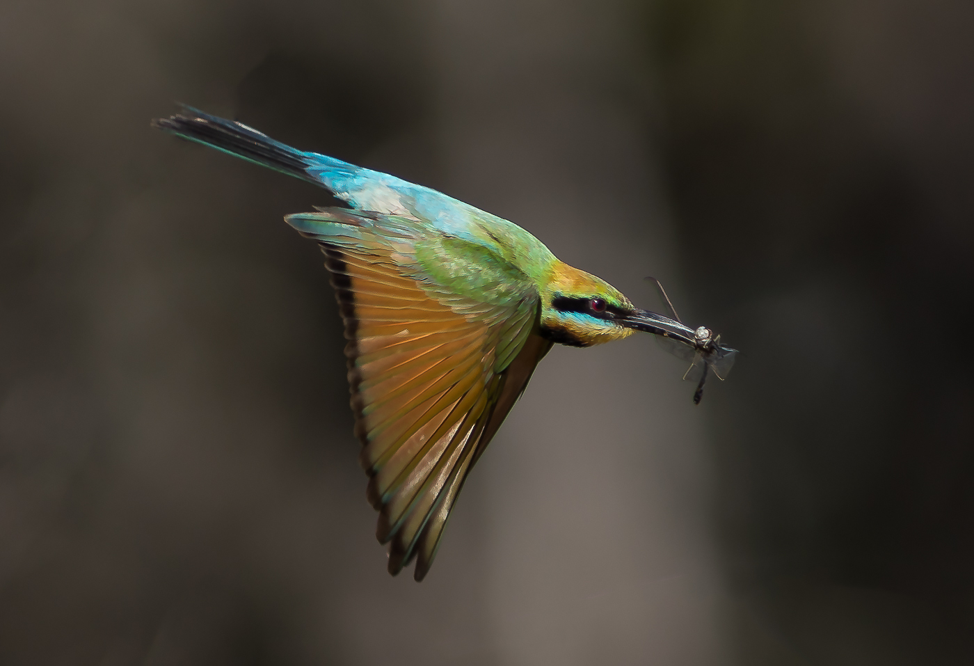 Rainbow Bee-eater (Image ID 32887)