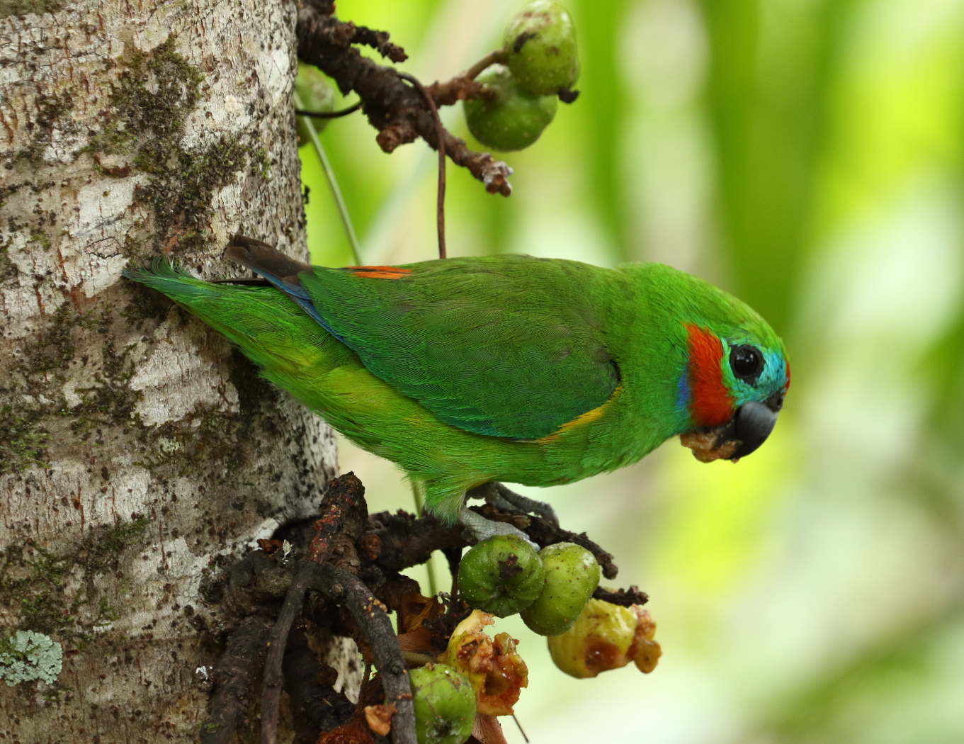 Double-eyed Fig-Parrot (Image ID 32951)
