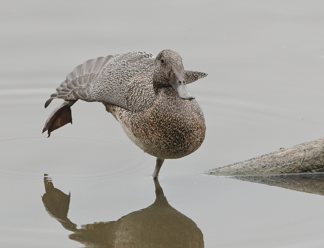 Freckled Duck (Image ID 33180)