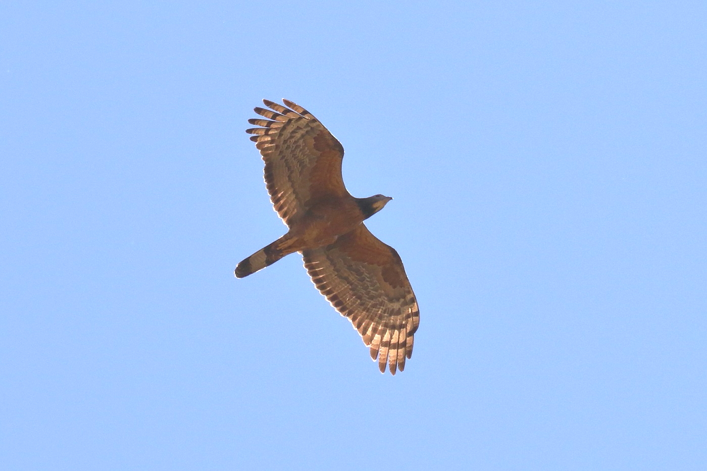 Oriental Honey-buzzard (Image ID 33244)
