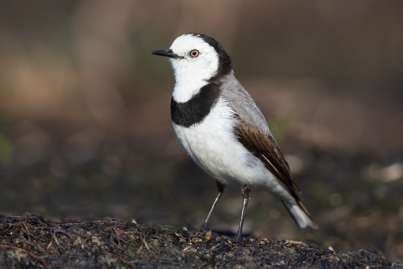 White-fronted Chat (Image ID 33236)