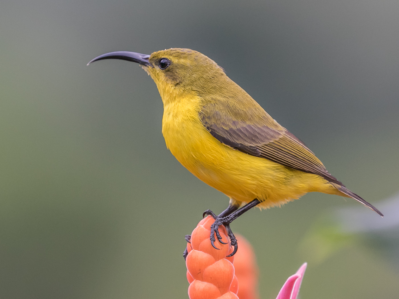 Olive-backed Sunbird (Image ID 33111)