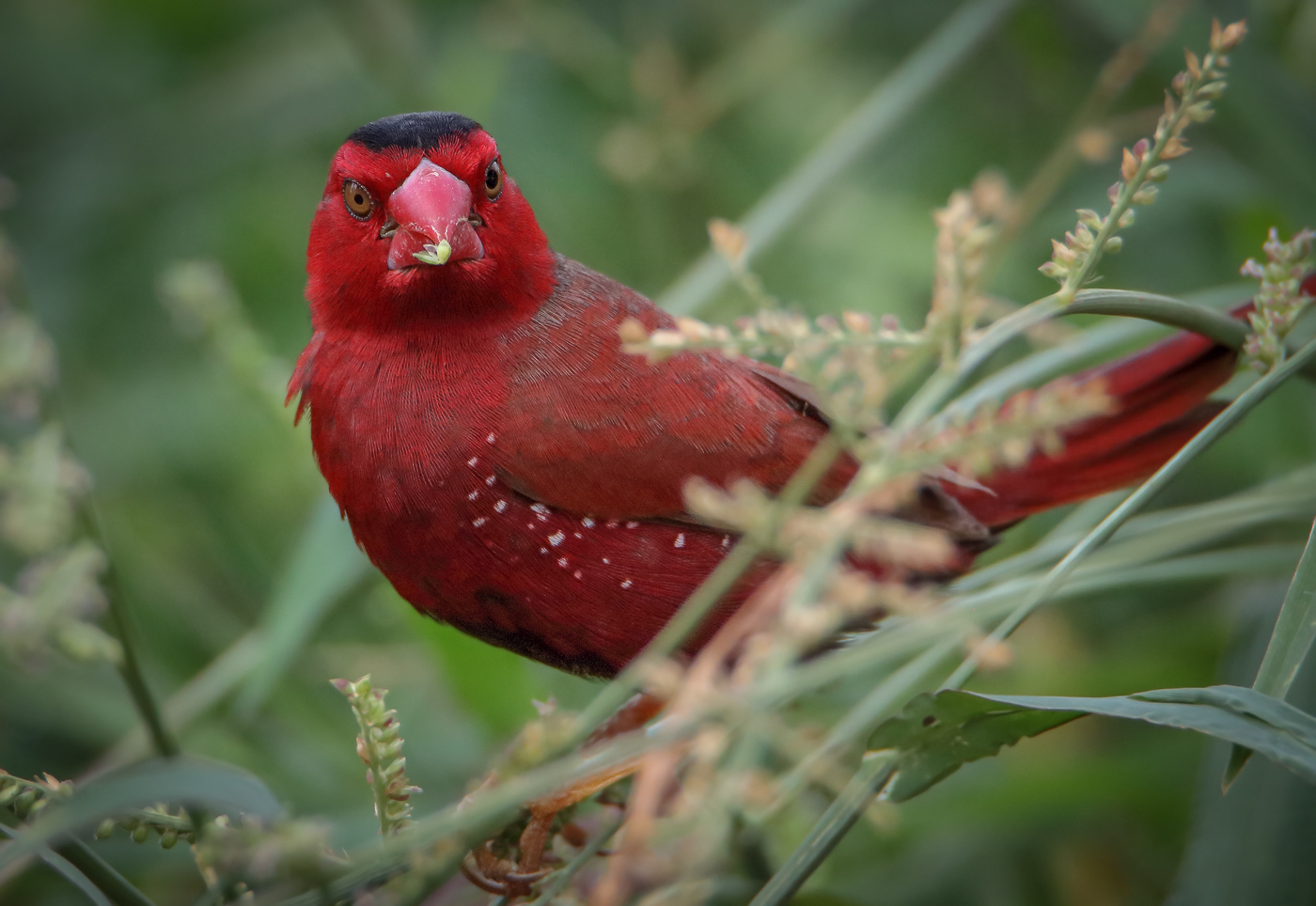Black-bellied Crimson Finch (Image ID 33169)