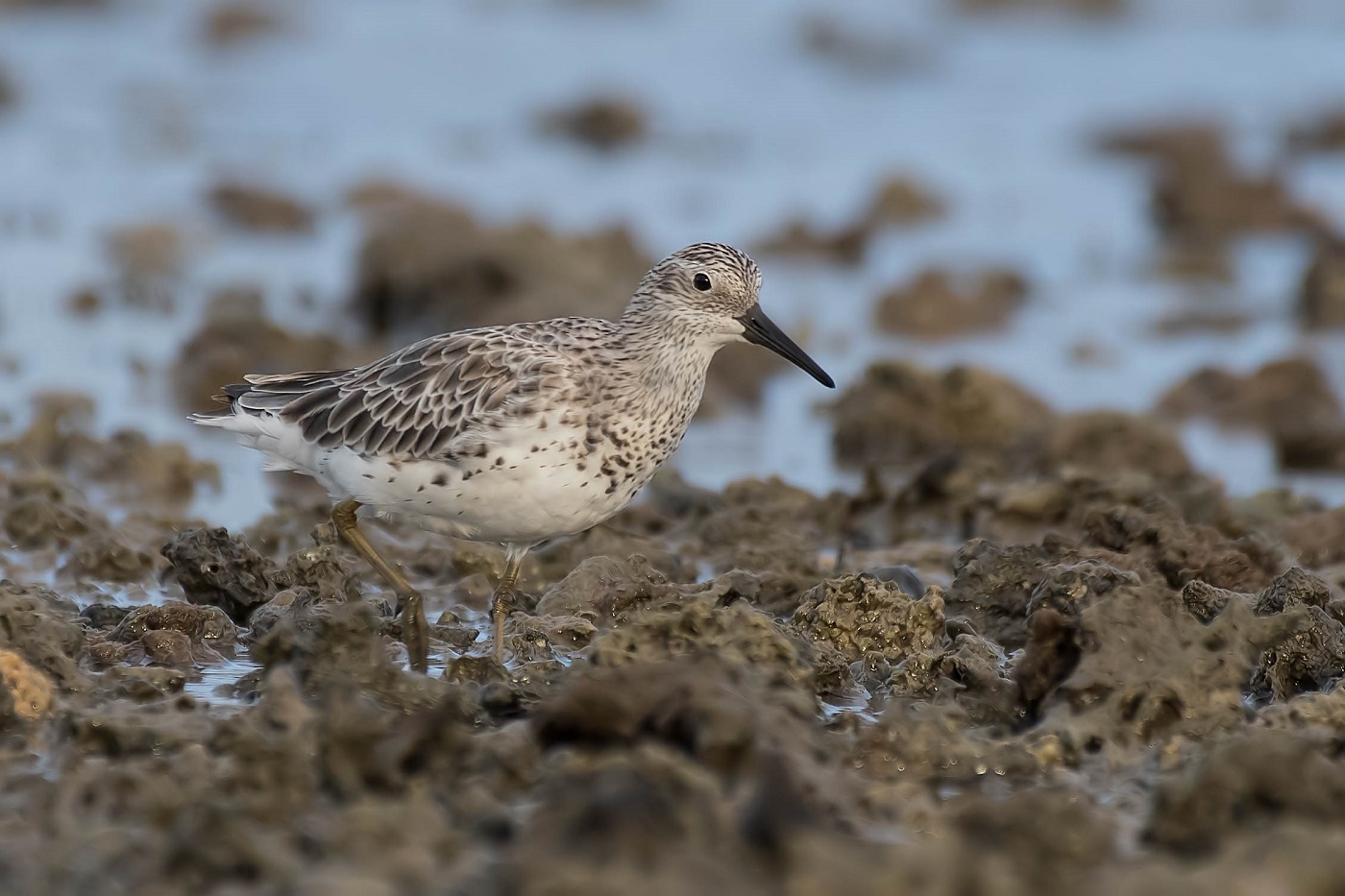 Great Knot (Image ID 33207)