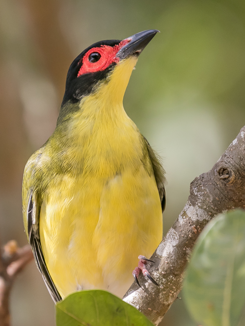 Australasian Figbird (Image ID 33109)