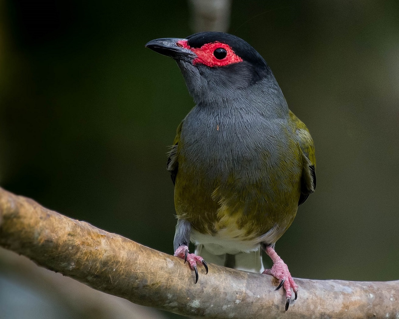 Australasian Figbird (Image ID 33256)