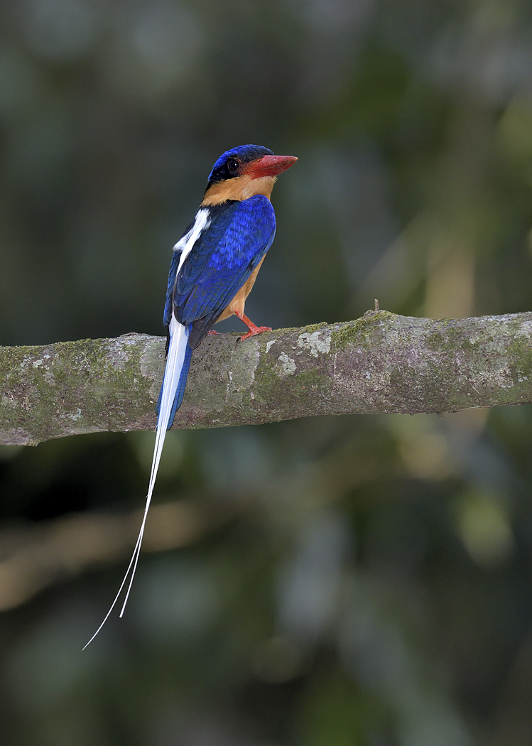 Buff-breasted Paradise-Kingfisher (Image ID 32996)