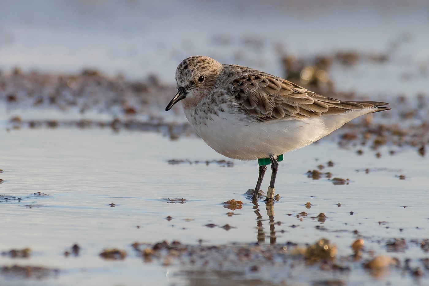 Red-necked Stint (Image ID 33206)