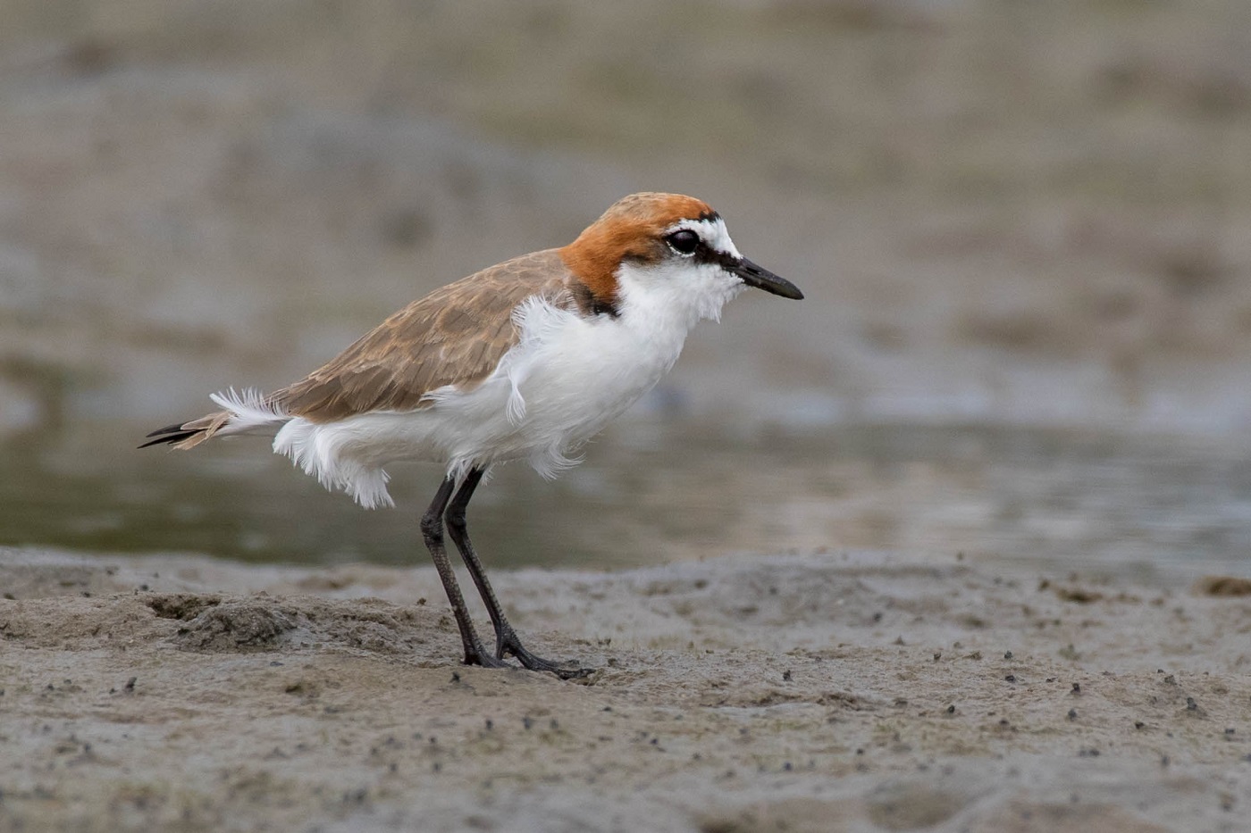 Red-capped Plover (Image ID 33198)