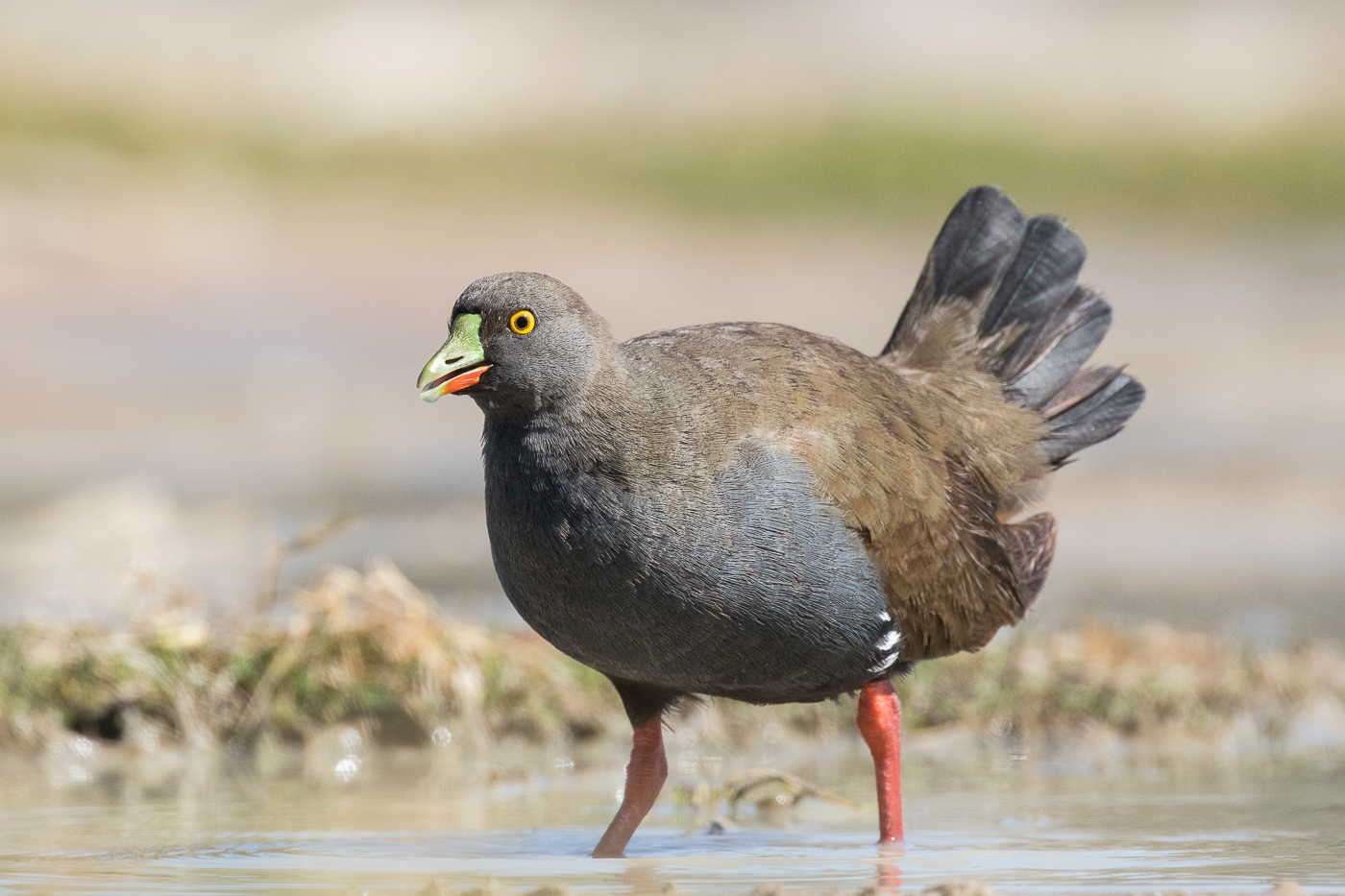 Black-tailed Native-hen (Image ID 33150)